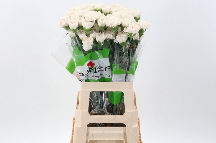 <h4>Dianthus ST 'Moon Golem'</h4>