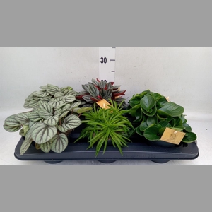 Peperomia   ...mix