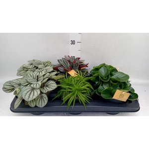 Peperomia   ...mix