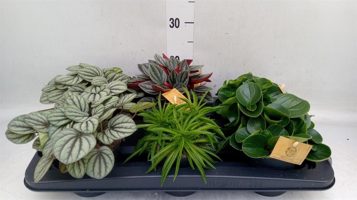 <h4>Peperomia   ...mix</h4>