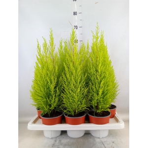 Cupressus macro. 'Goldcrest Wilma'