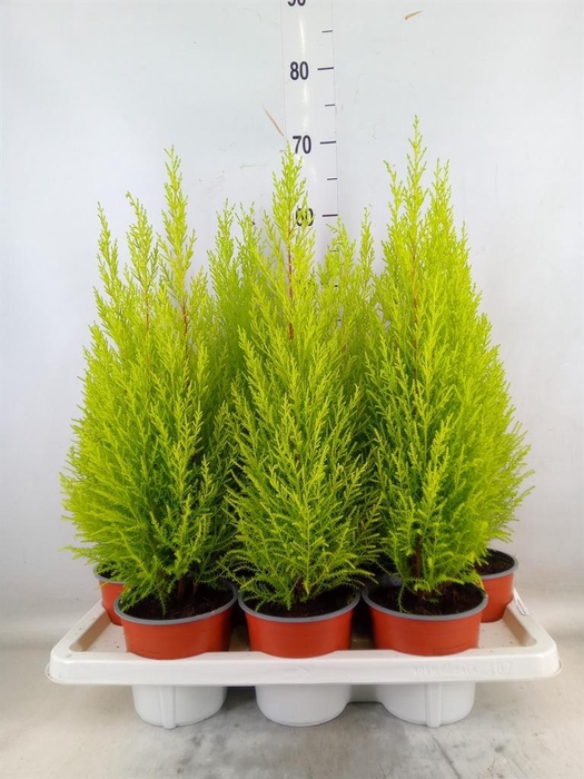 <h4>Cupressus macro. 'Goldcrest Wilma'</h4>