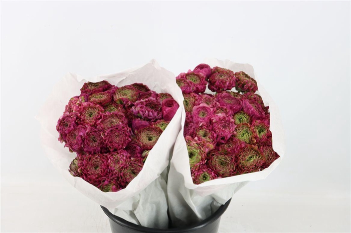 <h4>Ran Ponpon Ex Malva</h4>