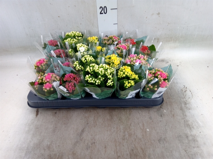 <h4>Kalanchoe blos. 'RosDon Collection'</h4>
