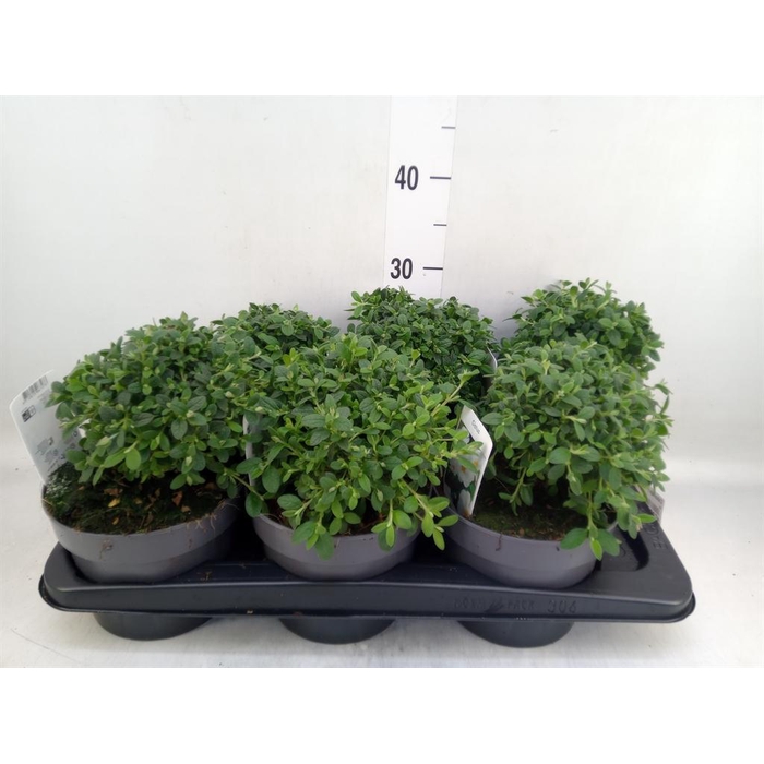 <h4>Cistus aguilarii</h4>