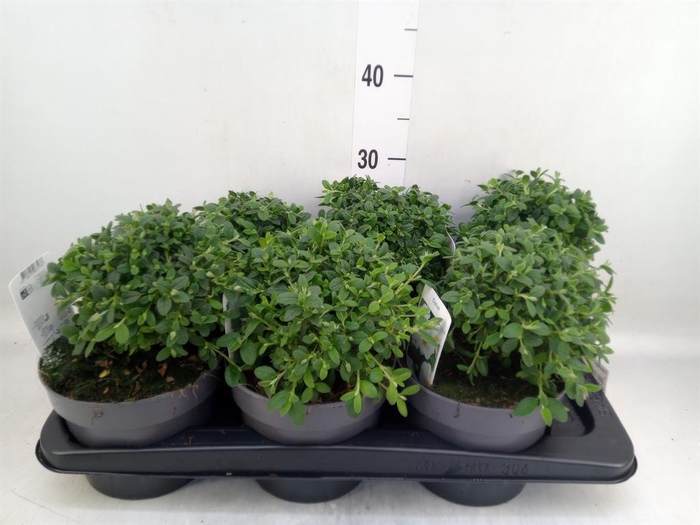 <h4>Cistus aguilarii</h4>