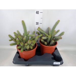 Euphorbia baioensis