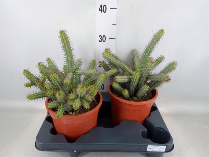 <h4>Euphorbia baioensis</h4>