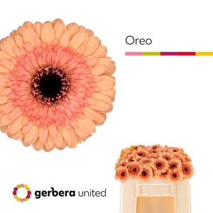 GE MI OREO