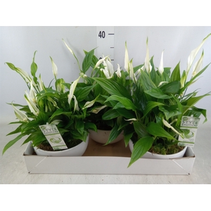 Arr.  Spathiphyllum  L%