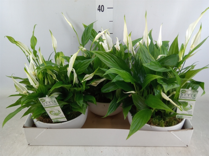 <h4>Arr.  Spathiphyllum  L%</h4>