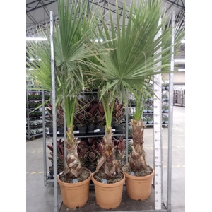 Washingtonia filifera