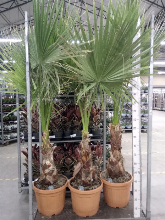 <h4>Washingtonia filifera</h4>