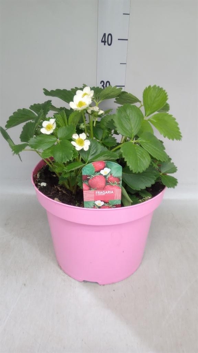 <h4>Fragaria   ...</h4>