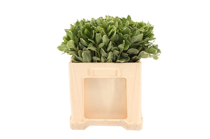 <h4>Pittosporum Ilan 50cm</h4>