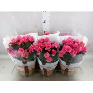 Begonia elat. HL 'Adonia Pink'