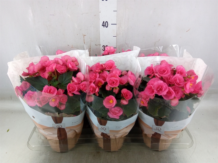 <h4>Begonia elat. HL 'Adonia Pink'</h4>