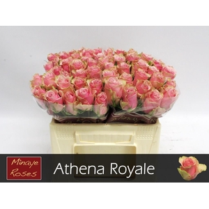 R GR ATHENA ROYALE