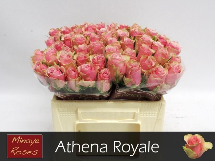 <h4>R GR ATHENA ROYALE</h4>