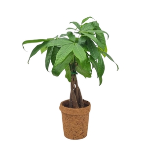 PACHIRA AQUATICA