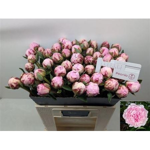 Paeo L Sara Bernhard