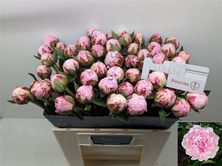 <h4>Paeo L Sara Bernhard</h4>