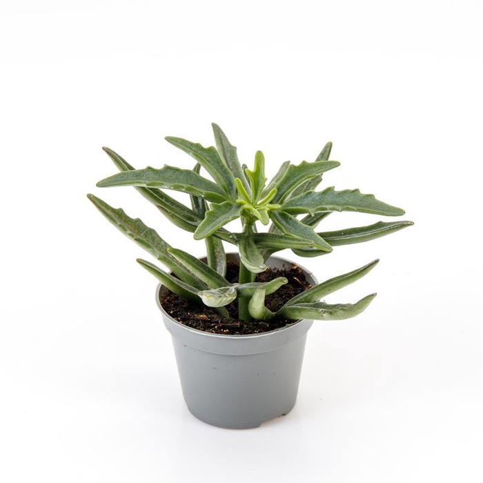 <h4>KALANCHOE X KEWENSIS p6</h4>