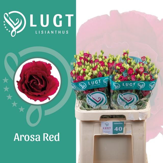 <h4>Lisianthus do arosa red</h4>