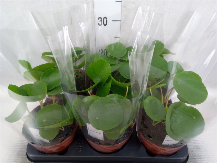 Pilea peperomoides