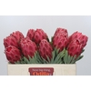 Protea Venus