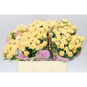 Rosa Tr Trinity