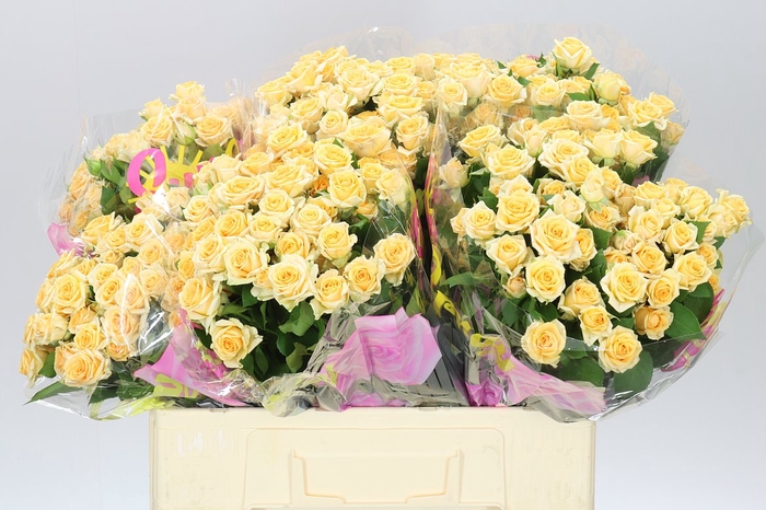 <h4>Rosa Tr Trinity</h4>