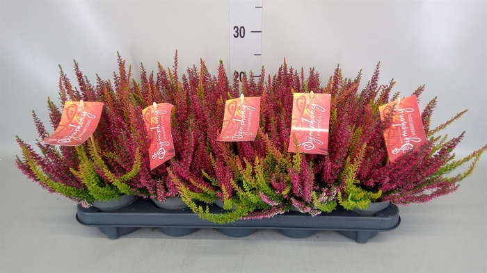 <h4>Calluna vulg. 'Beauty L'  ..mix</h4>