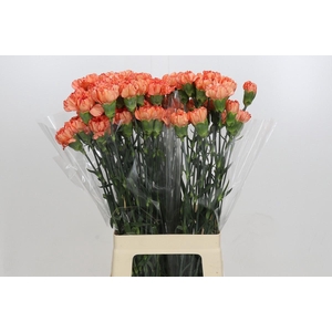 Dianthus St Cowboy