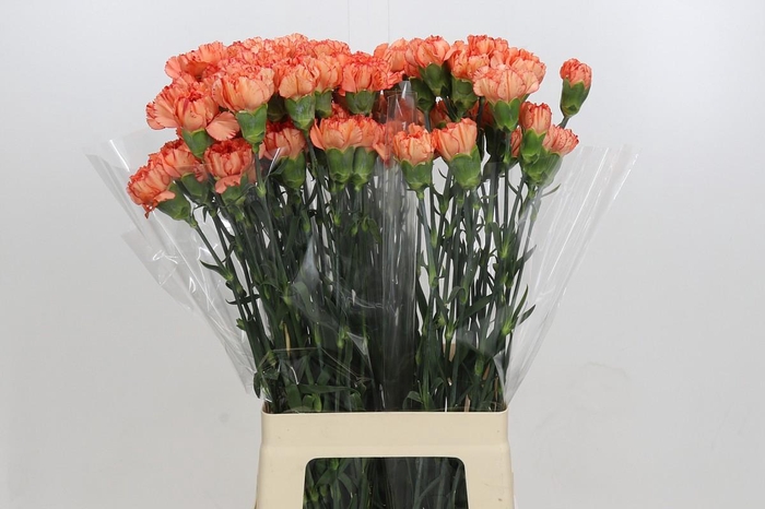 <h4>Dianthus St Cowboy</h4>