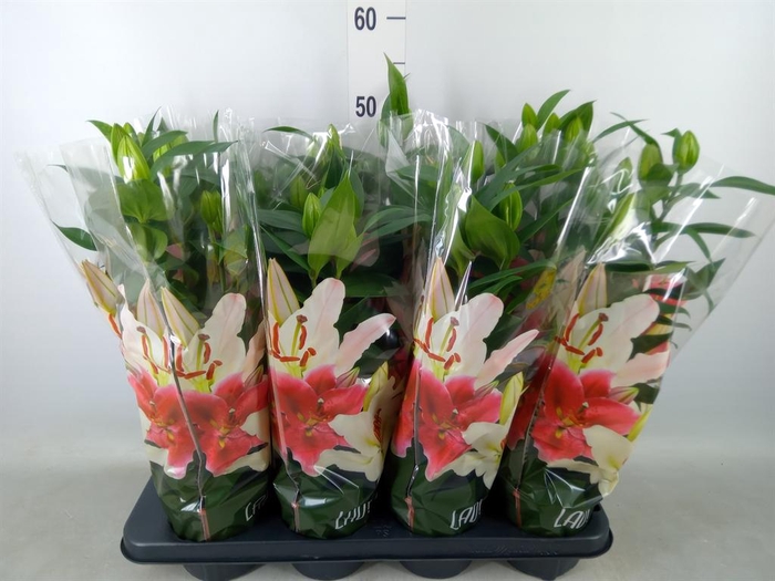 <h4>Lilium ori.  'Sunny Keys'</h4>