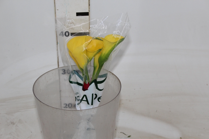 <h4>CALLA YELLOWEEN 040 CM</h4>