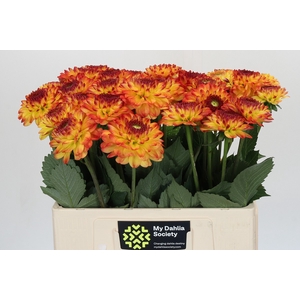 Dahlia Icoon
