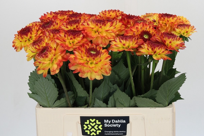 <h4>Dahlia Icoon</h4>