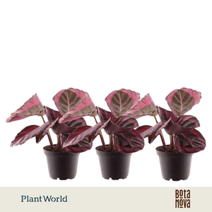 Calathea