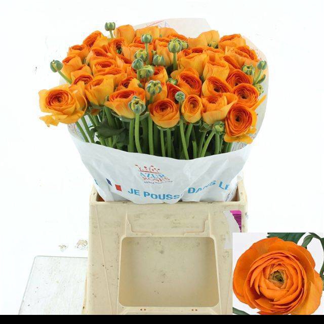 <h4>RAN SU LAMBADA</h4>