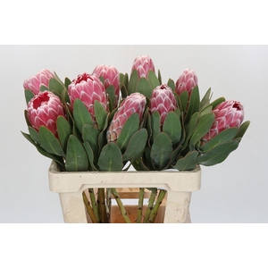 Protea Lady Di