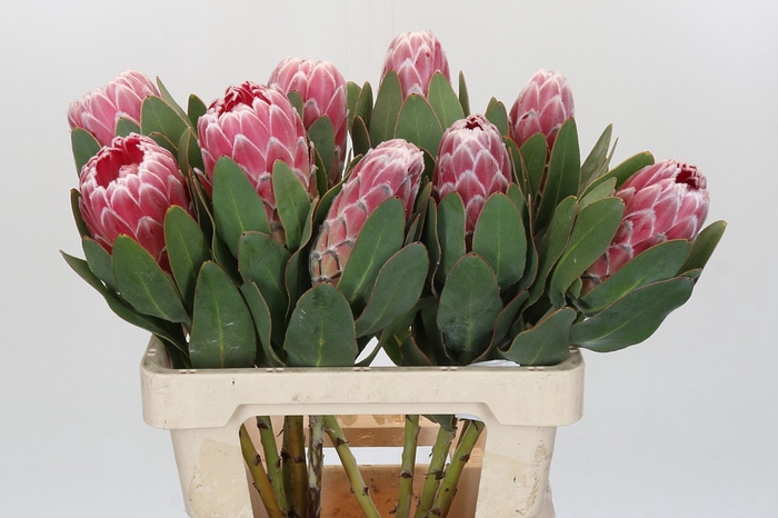 Protea Lady Di