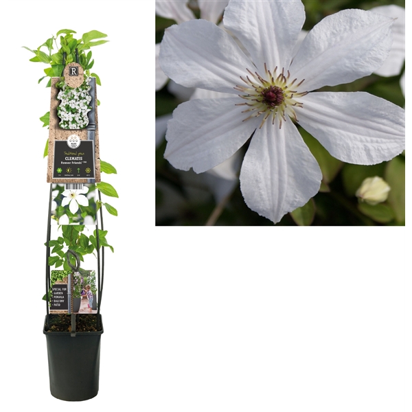 <h4>Clematis 'Forever Friends' PBR +3.0 label</h4>