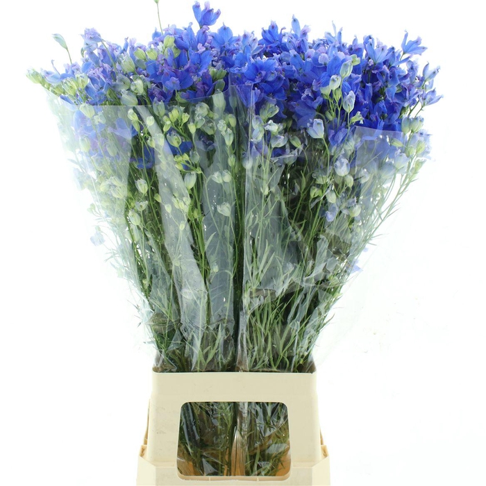 Delphinium Chiffon Morpho Blue