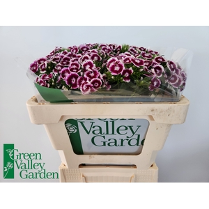 Di Barbatus Will Bic Purple Green Valley