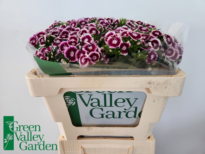 <h4>Di Barbatus Will Bic Purple Green Valley</h4>