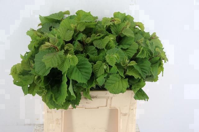 <h4>CORYLUSBLAD AUREA GREEN 060CM</h4>
