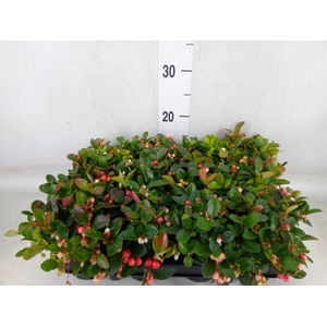 Gaultheria proc.