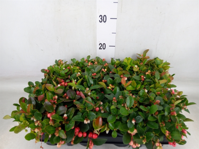 <h4>Gaultheria proc.</h4>